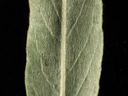 Salix repens. Lower leaf surface.
 Image: D. Glenny © Landcare Research 2020 CC BY 4.0